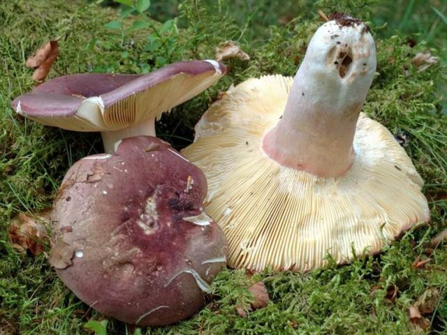 Мицелий Сыроежки лайковой / Сыроежка зелёно-красная (Russula alutacea) Мицелий Сыроежки лайковой / Сыроежка зелёно-красная (Russula alutacea)